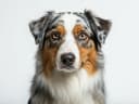 Australian Shepherd
