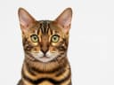 Bengalkatze