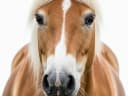 Haflinger