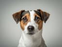 Jack Russell Terrier