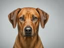 Rhodesian Ridgeback